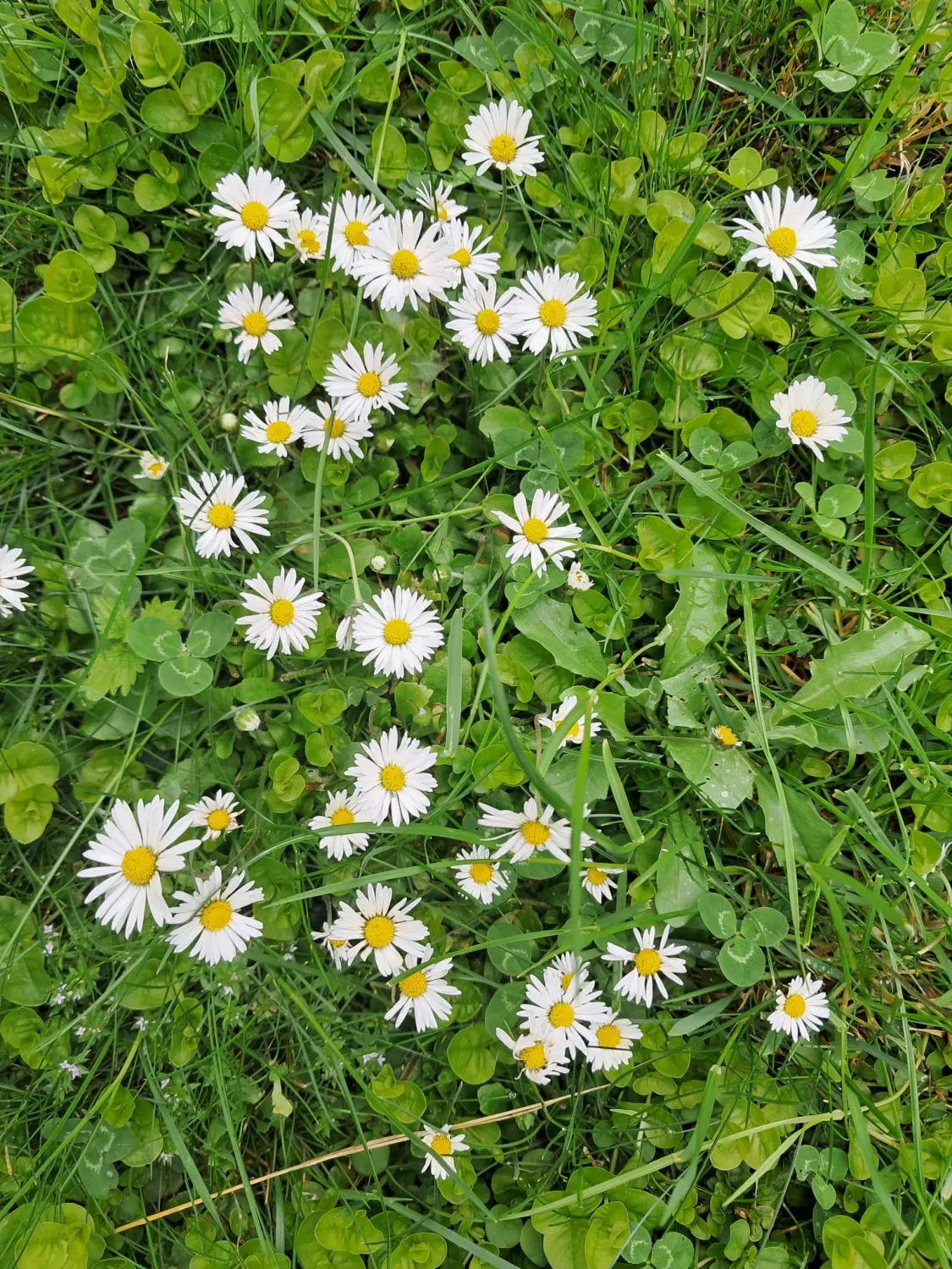 Kindertagespflege Gänseblümchen